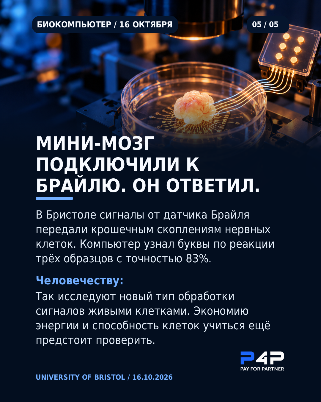 Нервные органоиды ответили на сигналы датчика Брайля.